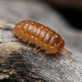 Armadillidium Frontetriangulum “Orange Corfu”